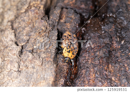 Akamadara Kohane 125919531