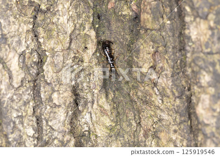 Earwig 125919546
