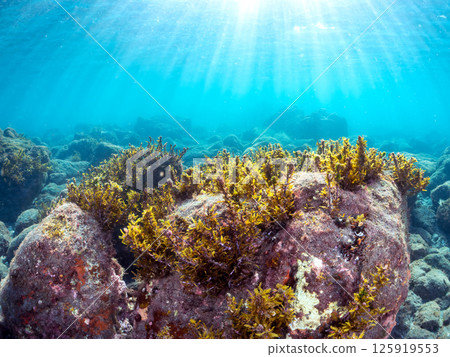 背光下美麗的海藻。 Hirizohama Nakagi 南伊豆鎮 伊豆半島 靜岡縣 2024 125919553