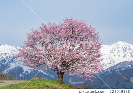 長野縣白馬村野平的一株櫻花樹和北阿爾卑斯山 125919588