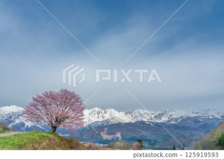長野縣白馬村野平的一株櫻花樹和北阿爾卑斯山 125919593