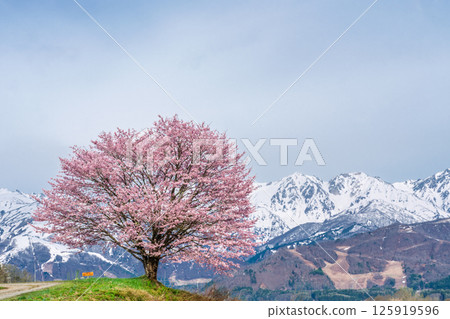 Nodaira's single cherry tree and the Northern Alps, Hakuba Village, Nagano Prefecture 125919596