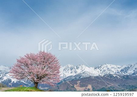 Nodaira's single cherry tree and the Northern Alps, Hakuba Village, Nagano Prefecture 125919597