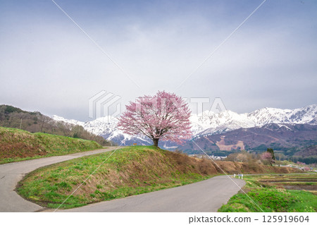 Nodaira's single cherry tree and the Northern Alps, Hakuba Village, Nagano Prefecture 125919604