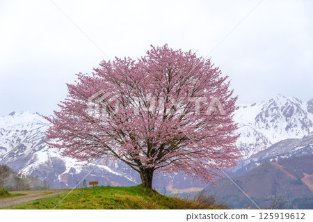 長野縣白馬村野平的一株櫻花樹和北阿爾卑斯山 長野縣白馬村野平的一株櫻花樹和北阿爾卑斯山 125919612