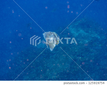 A batfish covered in wounds. Hirizohama Nakagi Minamiizu Town Izu Peninsula Shizuoka Prefecture 2024 125919754