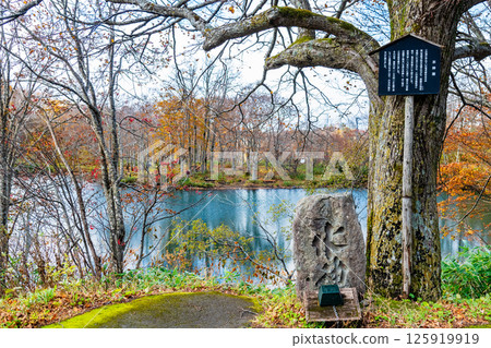 Yamagata: Dokko Swamp in the Zao Central Plateau, dyed in autumn colors 125919919