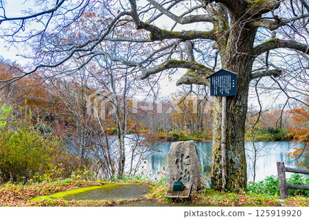 Yamagata: Dokko Swamp in the Zao Central Plateau, dyed in autumn colors 125919920