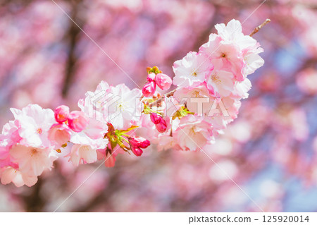 Akagi South Face Senbonzakura in full bloom Akagi South Face Senbonzakura in full bloom 125920014