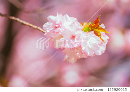Akagi South Face Senbonzakura in full bloom Akagi South Face Senbonzakura in full bloom 125920015