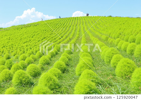 八月的科奇亞山 125920047