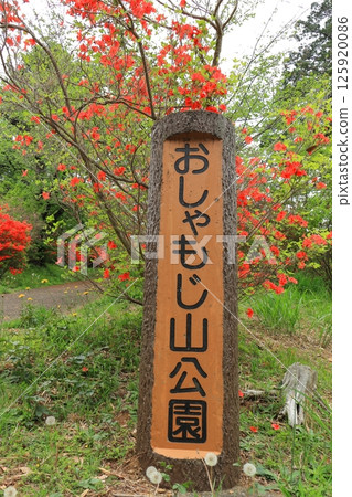 Azaleas at Oshamojiyama Park in Hatoyama Town, Saitama Prefecture Azaleas at Oshamojiyama Park in Hatoyama Town, Saitama Prefecture 125920086