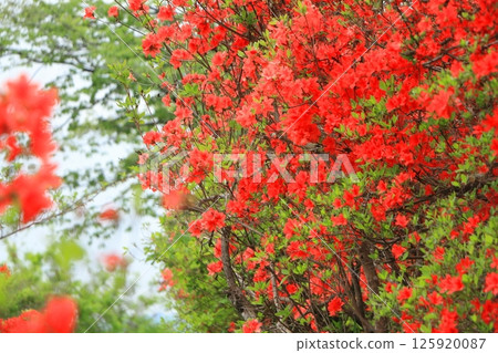 Azaleas at Oshamojiyama Park in Hatoyama Town, Saitama Prefecture 125920087