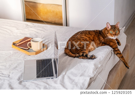 Brown Bengal Cat Laying on Bed with Laptop and Coffee Mug. Comfortable Remote Working Conditions or Leisure. 125920105