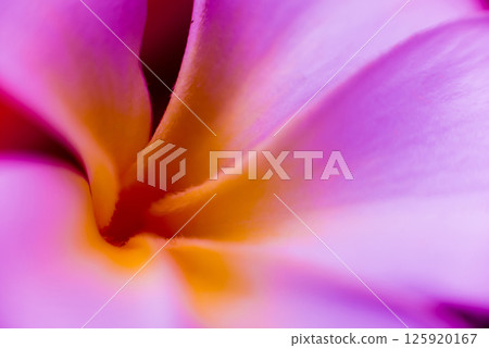 Abstract colored background close up. Macro flowers and petals 125920167