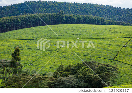 Kenya Photographers By Antony Trivet Photography Kenya Photographers By Antony Trivet Photography 125920317