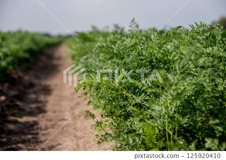 Long field and rows of carrots. Blue summer sky. Long field and rows of carrots. Blue summer sky. 125920410