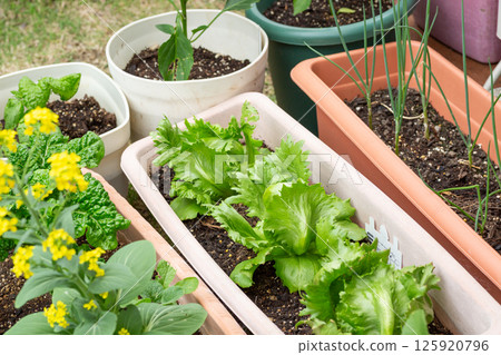 Vegetables grown in garden planters 125920796