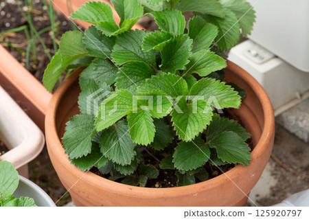 Growing strawberries in a garden planter 125920797