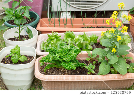 Vegetables grown in garden planters Vegetables grown in garden planters 125920799