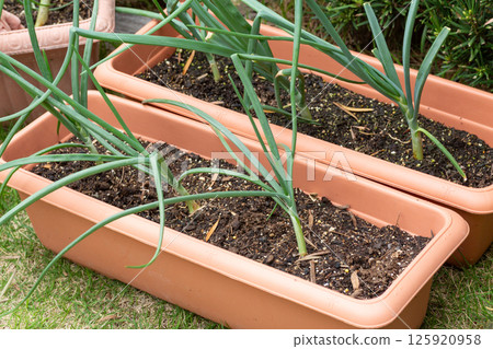 Onions grown in a garden planter 125920958