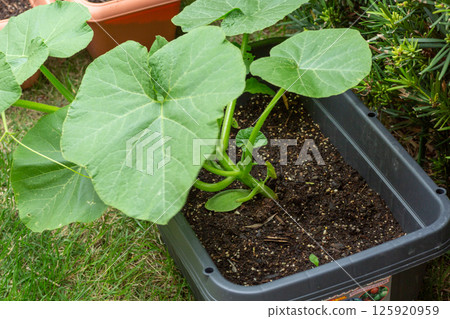 Pumpkins grown in a garden planter 125920959