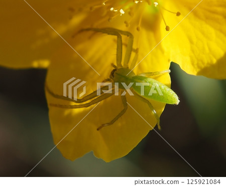 A green spider clinging to a Yamabuki petal (20250426093644) A green spider clinging to a Yamabuki petal (20250426093644) 125921084