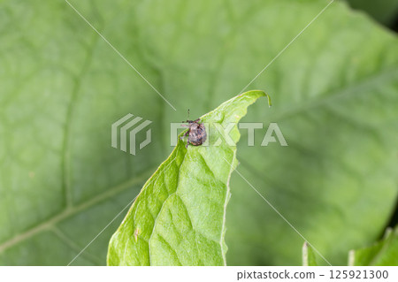 象鼻蟲象鼻蟲 125921300