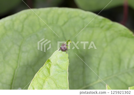 Miss Weevil Weevil 125921302