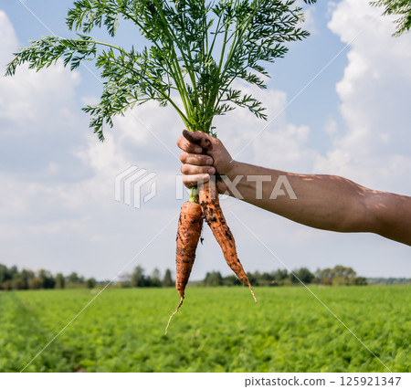 Growing organic carrots. Carrots in the hands of a farmer.  125921347
