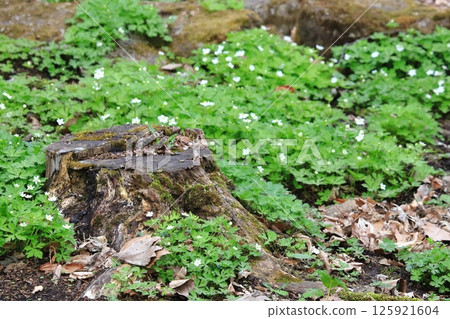 Anemone nirinsou and moss-covered stump: Spring wildflowers 125921604