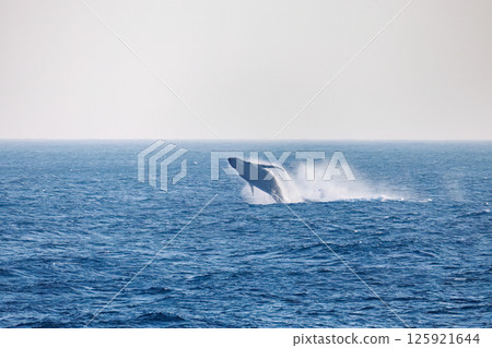 A breaching humpback whale. A black-footed albatross flies in the sky. Sokodo Beach Hachijojima Tokyo 2024 125921644