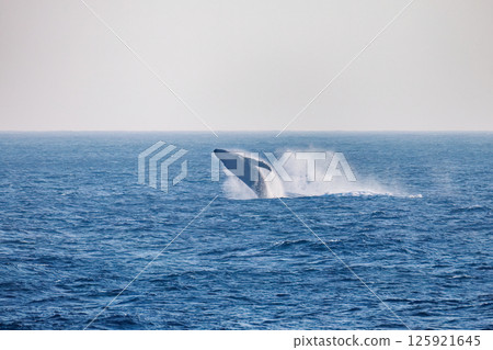 一頭躍出水面的座頭鯨。一隻黑腳信天翁在天空飛翔。索科多海岸八丈島 東京 2024 一頭躍出水面的座頭鯨。一隻黑腳信天翁在天空飛翔。索科多海岸八丈島 東京 2024 125921645