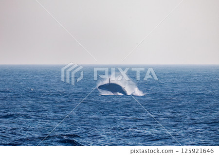 一頭躍出水面的座頭鯨。一隻黑腳信天翁在天空飛翔。索科多海岸八丈島 東京 2024 一頭躍出水面的座頭鯨。一隻黑腳信天翁在天空飛翔。索科多海岸八丈島 東京 2024 125921646