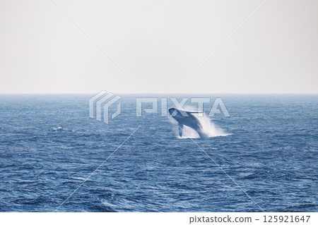 一頭躍出水面的座頭鯨。一隻黑腳信天翁在天空飛翔。索科多海岸八丈島 東京 2024 一頭躍出水面的座頭鯨。一隻黑腳信天翁在天空飛翔。索科多海岸八丈島 東京 2024 125921647
