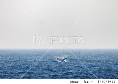 A breaching humpback whale. A black-footed albatross flies in the sky. Sokodo Beach Hachijojima Tokyo 2024 125921653