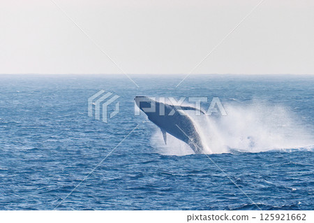 A breaching humpback whale. A black-footed albatross flies in the sky. Sokodo Beach Hachijojima Tokyo 2024 125921662
