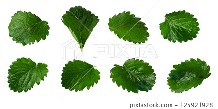Green Strawberry Leaf Isolated on a white background Green Strawberry Leaf Isolated on a white background 125921928