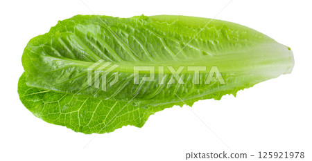 Cos Lettuce Isolated over the White Background. 125921978