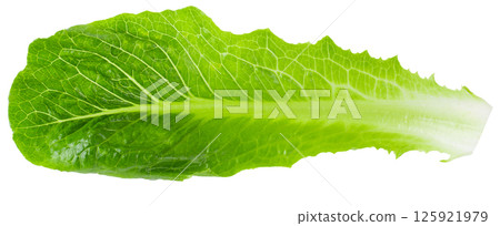 Cos Lettuce Isolated over the White Background. 125921979