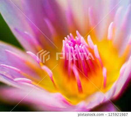 Abstract colored background close up. Macro flowers and petals Abstract colored background close up. Macro flowers and petals 125921987
