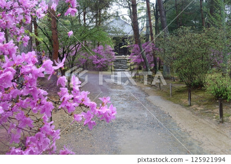 Ninna-ji寺的Mitsuba米 125921994