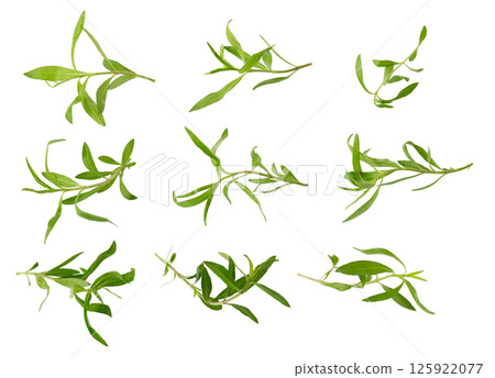 Fresh tarragon herbs, Tarragon herbs close up Isolated on a white background 125922077