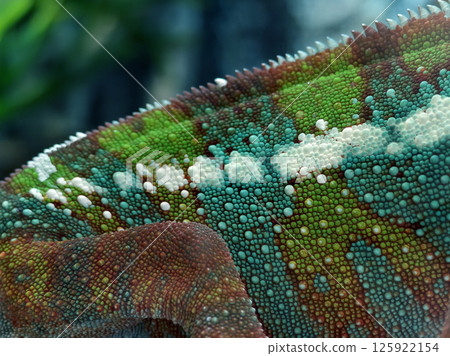 Closeup of a chameleon with a prominent horn on its head 125922154