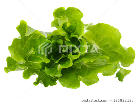 Lettuce Romain isolated on a transparent background Lettuce Romain isolated on a transparent background 125922183