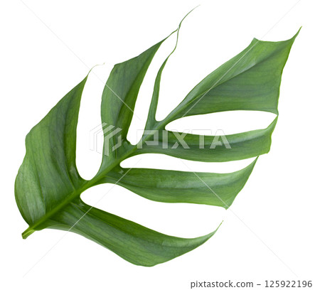 Closeup focus to Fresh leaf of Epipremnum Pinnatum Cebu Blue isolated on transparent background Closeup focus to Fresh leaf of Epipremnum Pinnatum Cebu Blue isolated on transparent background 125922196