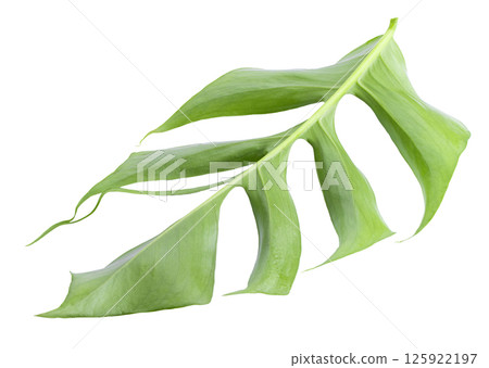 Closeup focus to Fresh leaf of Epipremnum Pinnatum Cebu Blue isolated on transparent background Closeup focus to Fresh leaf of Epipremnum Pinnatum Cebu Blue isolated on transparent background 125922197