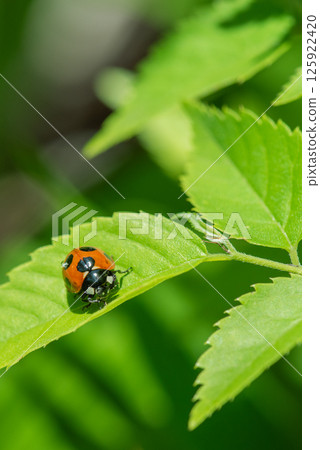 Ladybird stopping on leaves 125922420