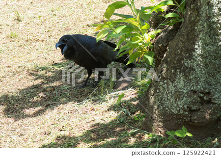 Crow calling a companion 125922421