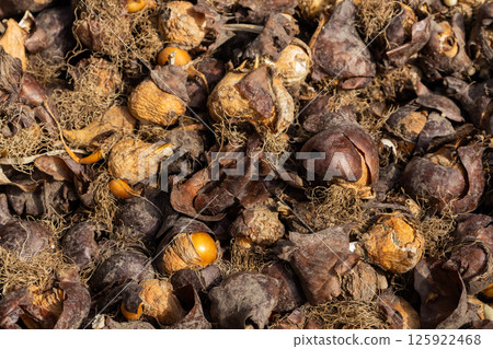 flower bulbs with roots and husks close-up 125922468